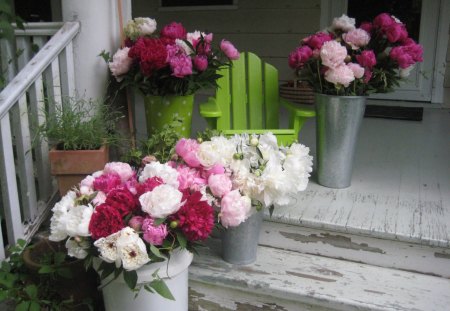 Peony patchâ™¥ - love, fresh, bouquets, bloom, beautiful view, nature, white, chair, full, pink, patch, peony, green, flowers