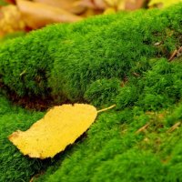 Green Moss and Yellow Leaf