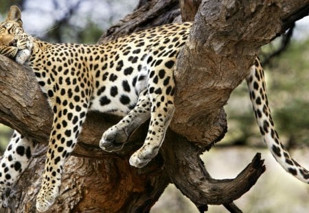 Nap Time - leopard, nap, nature, cat