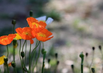 *** Red poppies flowers *** - nature, flowers, poppies, red