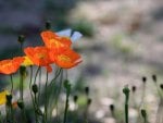 *** Red poppies flowers ***