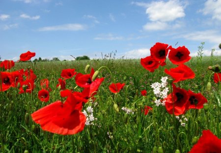 *** Beautiful poppies on the meadow*** - red, poppies, beautiful, flowers, nature, color