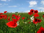 *** Beautiful poppies on the meadow***