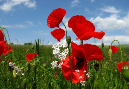 *** Beautiful poppies on the meadow*** - red, meadow, beautiful, flowers, blue, sky, poppies, nature, color