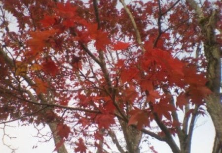 Red mini Maple Tree - nature, red, tree, autumn