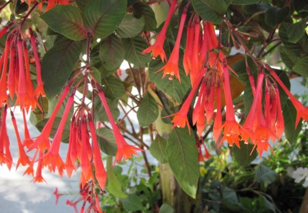 Fuchsia from Bolivia - flowers, red, green, photography, fuchsia