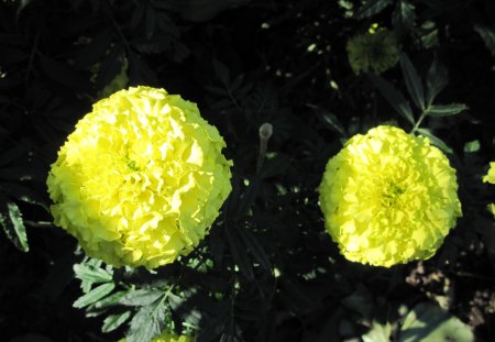 A day at the garden 04 - flowers, dahlia, photography, yellow, green