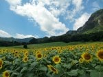 *** Field of sunflowers ***