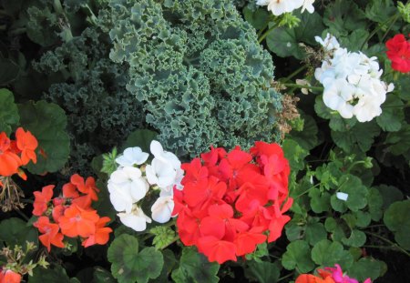 A day at the garden 08 with Geranium  - white, red, pink, geranium, flowers, photography, green