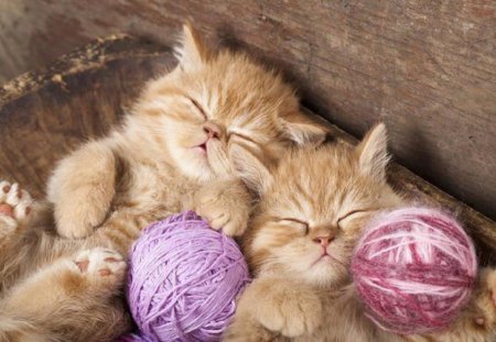 Time for a Nap - sleeping, couple, cat, kittens, animals, kitten, ginger, sleep, yarn, pink, cats, animal, sweet, cute