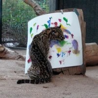 Ocelot Artist at work