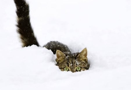 Cat Hiding In The Snow - snow, outdoors, animal, cat