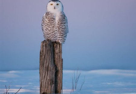 Snowy Owl On Its Perch - owl, bird, animal, snow, sky