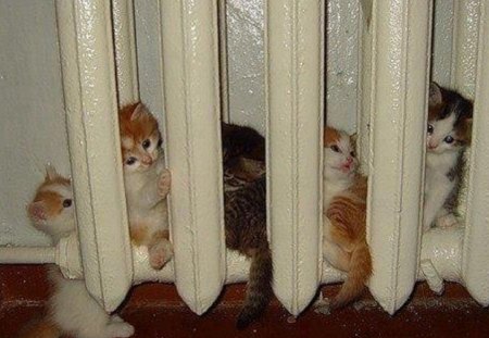 New Place to Play - heat radiator, kittens, animals, cats, five, playing