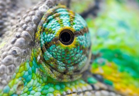 Eyeee... - yellow, green, gray, iguana, eye, animals