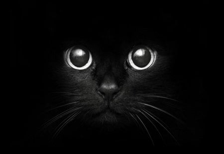 Black Cat - black cat, nose, mounth, cat, eyes, moustache, black, head