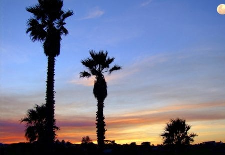 A PEACEFUL TIME - black, palms, yellow, sunset