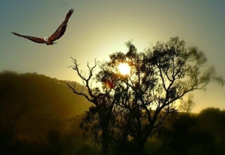 EAGLE EYE - black, sunrise, eagle, tree