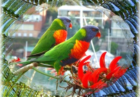 OH SO BEAUTIFUL - orange, green, tree, parrots