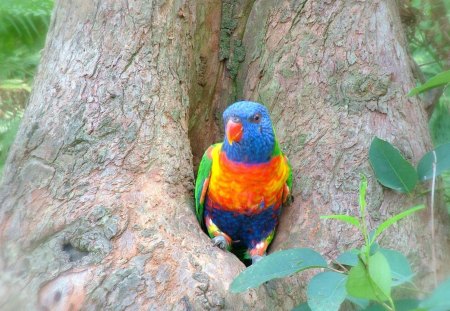 HOME SWEET HOME - leaves, colours, tree, parrot