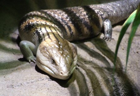 THE AUSSIE BLUE TONGUE LIZARD - tree, lizard, eyes, head