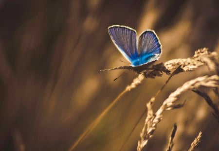 Blue butterfly - pretty, blue, beautiful, splendor, beauty, colors, colorful, nature, view, butterfly, peaceful, animals