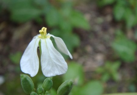 pindan - flower, yellow, smaill, green