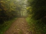 Forest Path