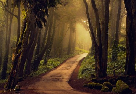 Mystery  Road - trees, road, mystery, forest, tree