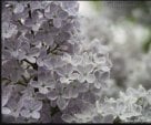 WHITE LILACS