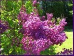 LILACS