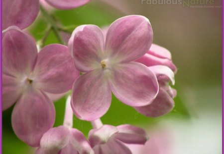 LOVELY FLOWERS - flowers, nature, pretty, lilacs