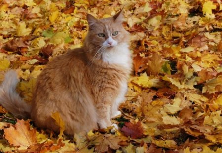 Sitting Pretty - pretty kitty, cats, orange, animals, leaves