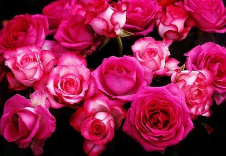 Bright Pink Beauties - flowers, roses, black, nature, bright, pink