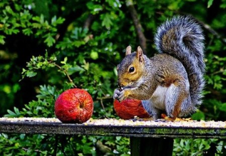 Sweet Apples For Breakfast - fence, breakfast, animals, squirrels, apples