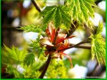 LEAVES IN SPRING