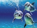 DOLPHINS