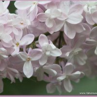 LILACS