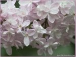 LILACS