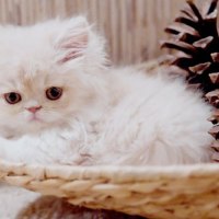 sweet kitty in a basket