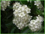 SPRING BLOSSOMS