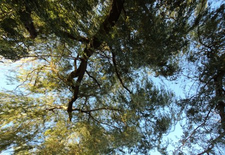 Willow - willow, tree, leaves, sky