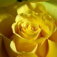 YELLOW ROSE