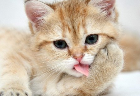 Kitten - ginger, bath, green eyes, pink, orange, cat, animal, kitten, cute, tongue