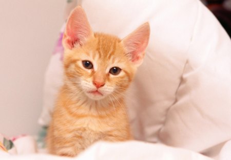 Kitten - animal, sleep, kitten, ears, pillow, cute, pink, cat