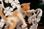 Kitten playing