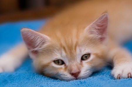 So tired! - tired, blue, ginger, green eyes, orange, cat, white, animal, kitten, funny, pillow, cute