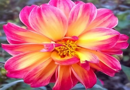 dahlia - colorful, flower, dahlia, autumn