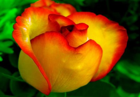 vibrant bud - vibrant, yellow, red, bud, rose