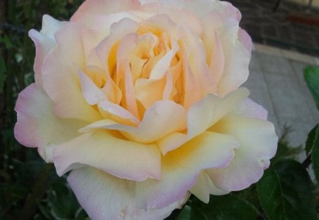 rose - la, jardin, rose, du